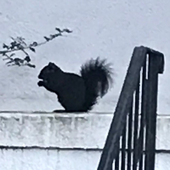 Meet your Posher, Trisha - Picture 1 of 1